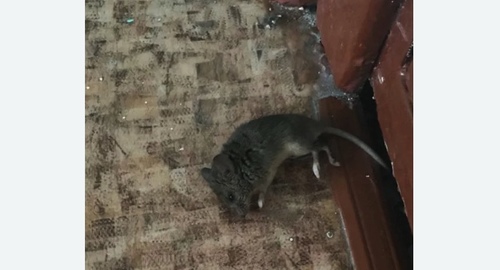 Дезинфекция от мышей в Кондрово