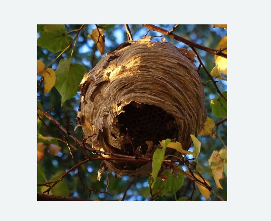 Обработка от шершней в Кондрово