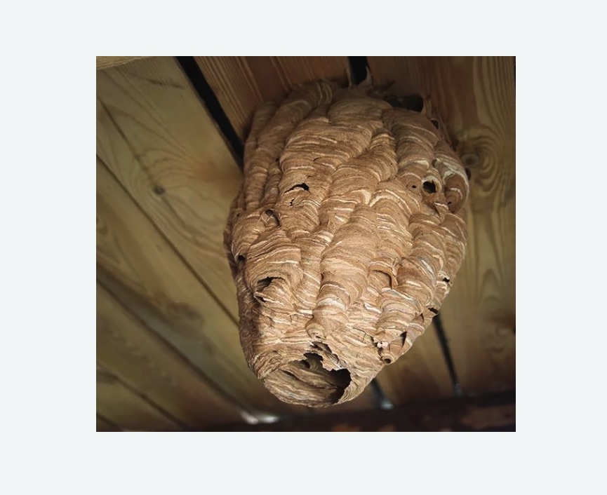 обработка от шершней в Кондрово