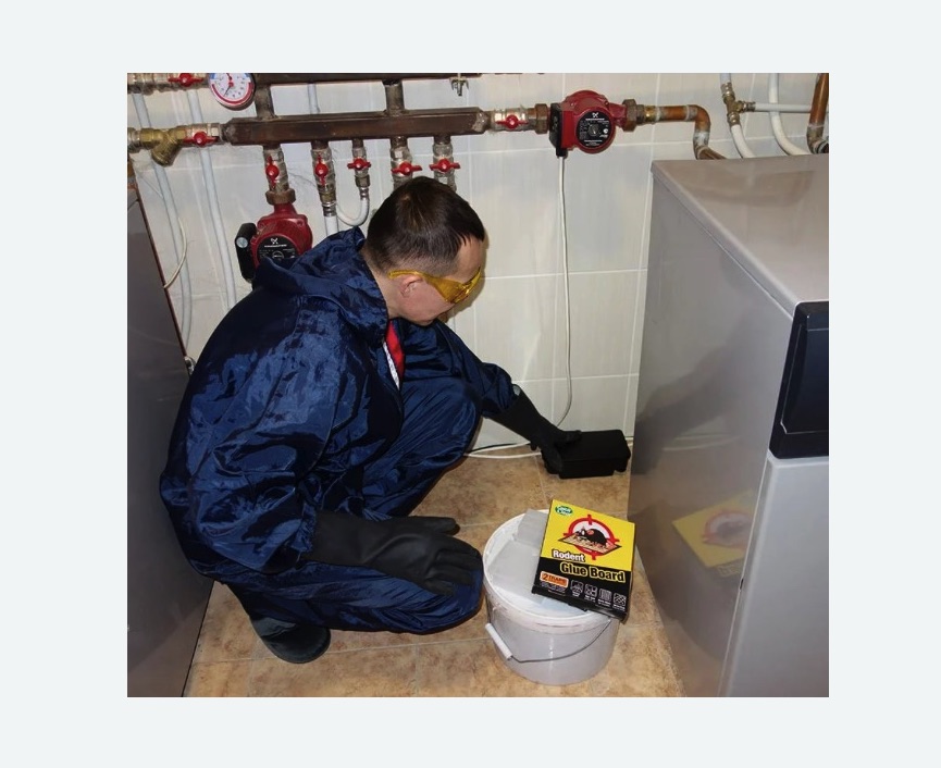 Уничтожение крыс Уничтожение крыс в Кондрово