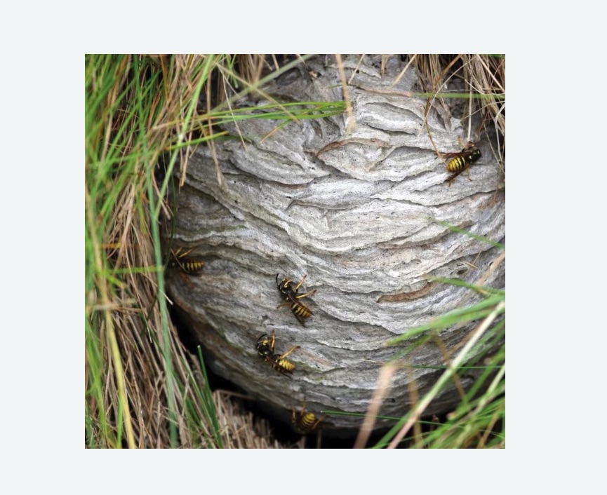 Уничтожение ос и ульев в Кондрово